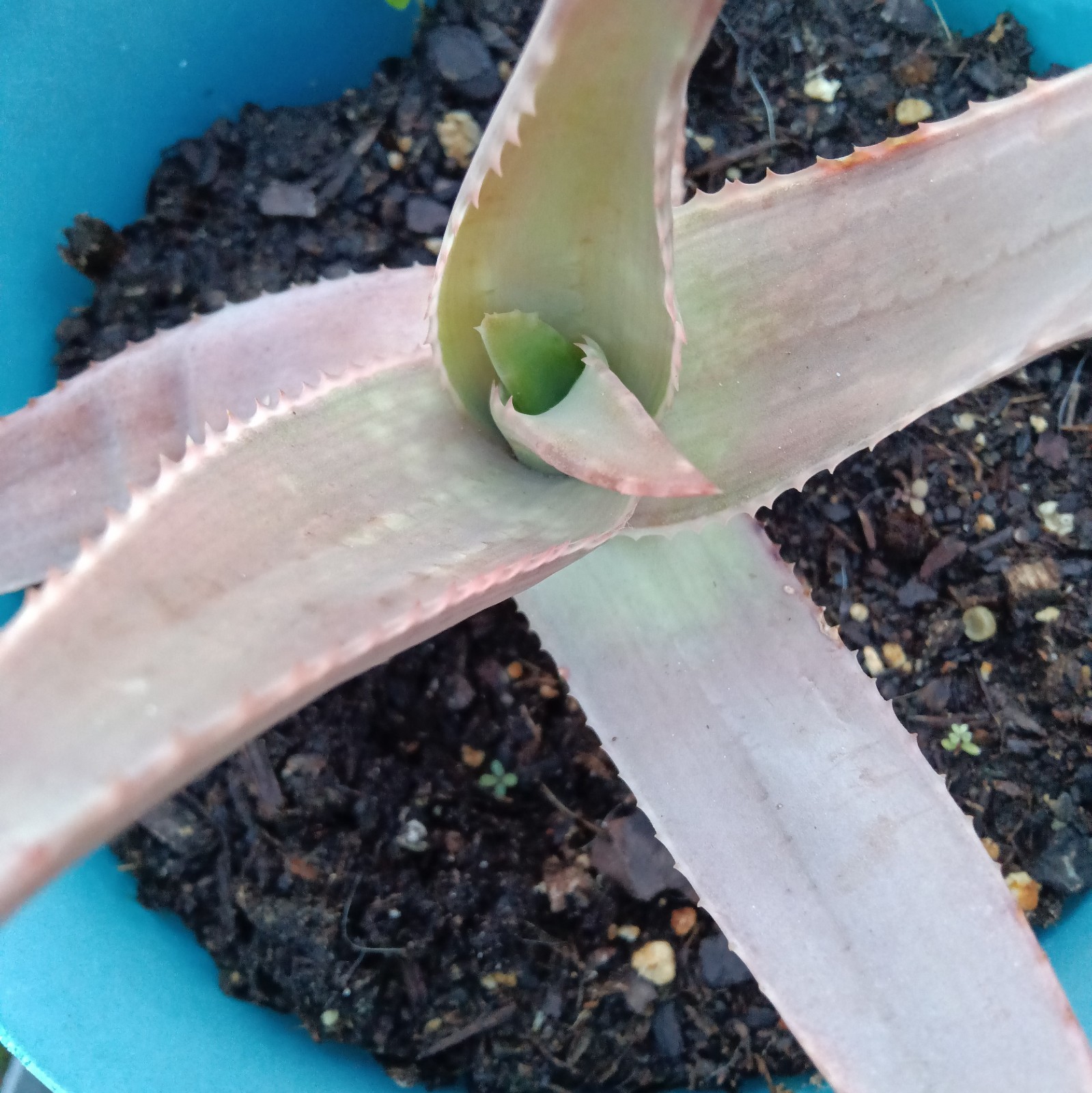 Aloe Striata (Coral Aloe) Live Succulent Plant – 4” Rooted Plant