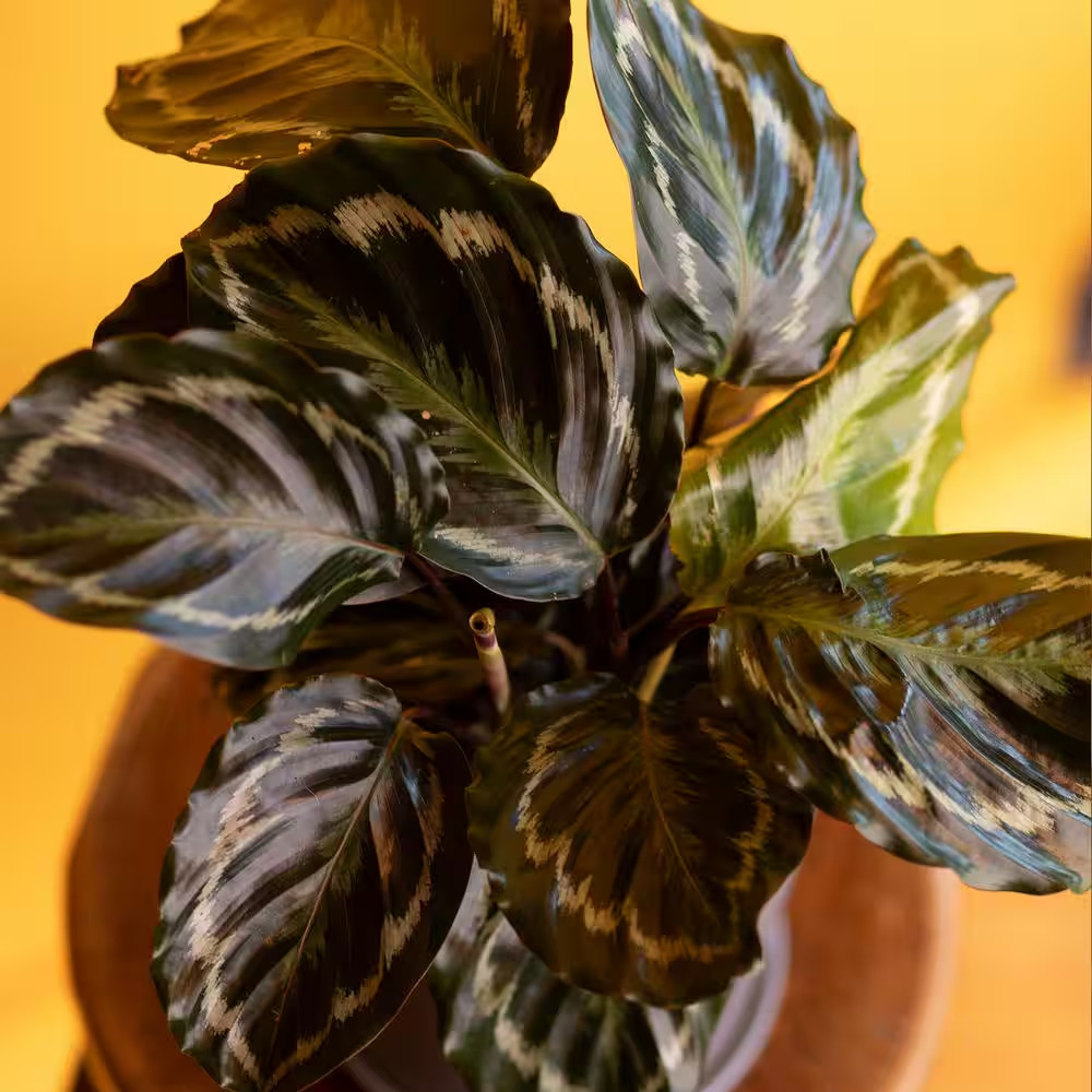 Rose-Painted Pet Friendly Calathea Medallion Indoor Houseplant in 6 In. Grower P