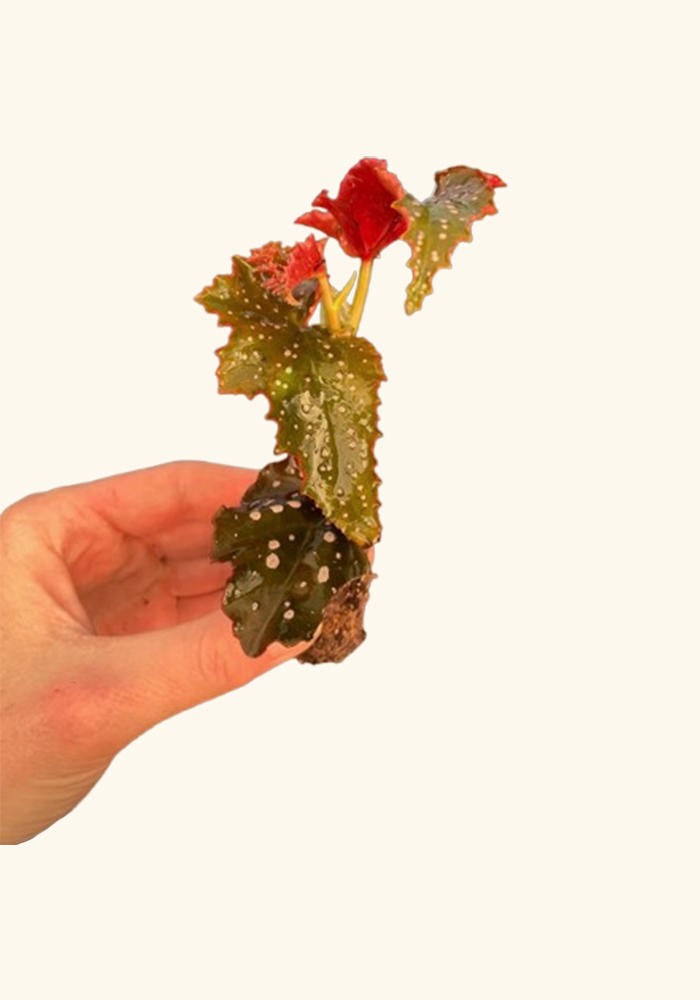 Angel Wing Begonia Fannie Moser Live Rooted Starter House Plant BUY 2 GET 1 FREE