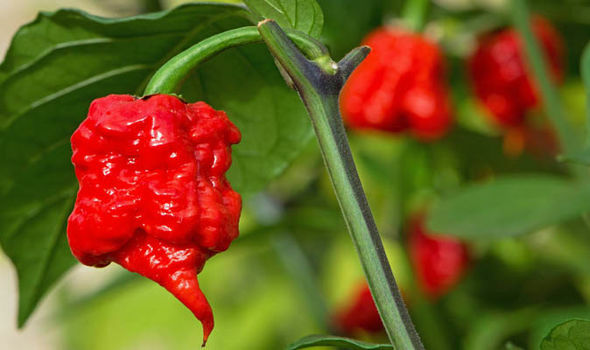Carolina Reaper Chili Pepper (25+) Seeds, World Record Hottest, 5th GEN. ORGANIC