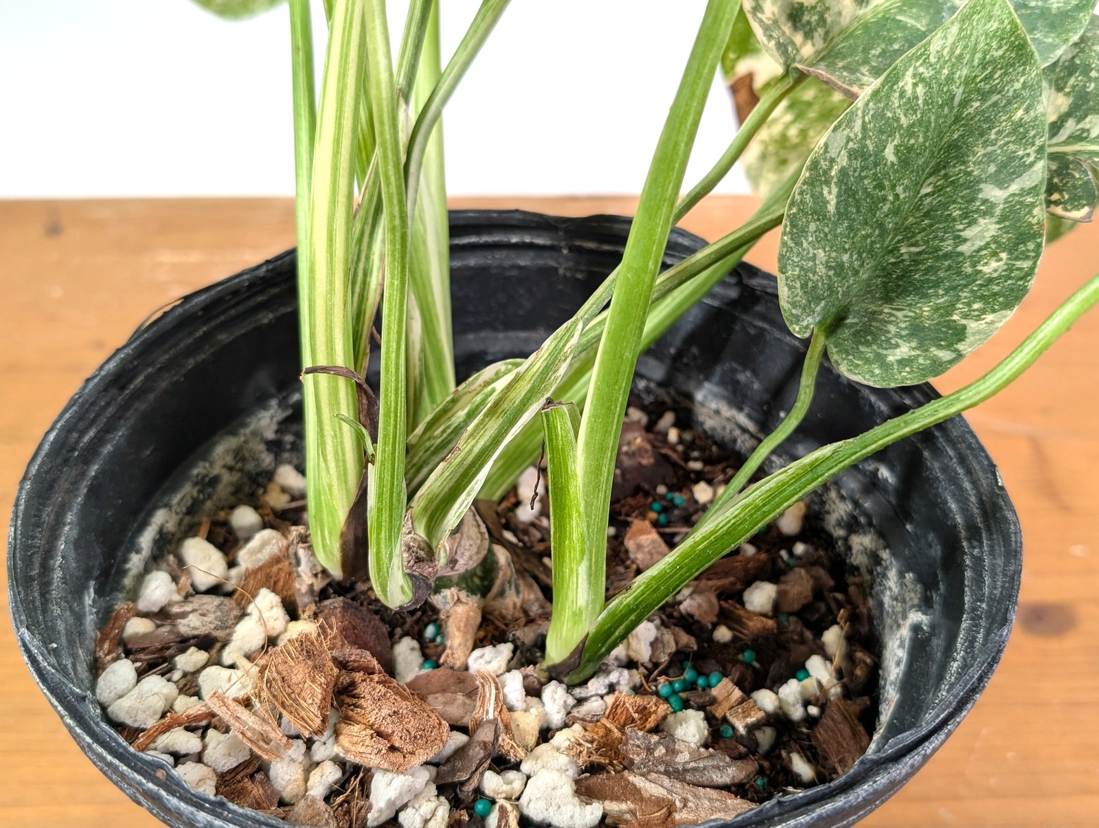 Monstera ‘Blizzard’ Variegated w/ 4 Growth Points – Exact Plant #25A – 1 gallon