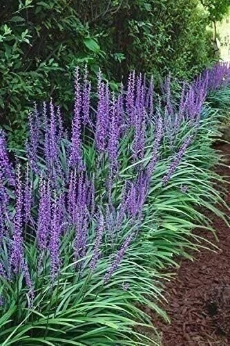 Liriope Big Blue | 2 Inch | Liriope muscari | Low Maintenance | Hardy Plant