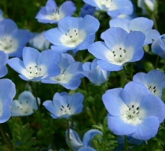 BABY BLUE EYES SEEDS 300+ ANNUAL flower GARDEN bees BUTTERFLIES FREE SHIPPING