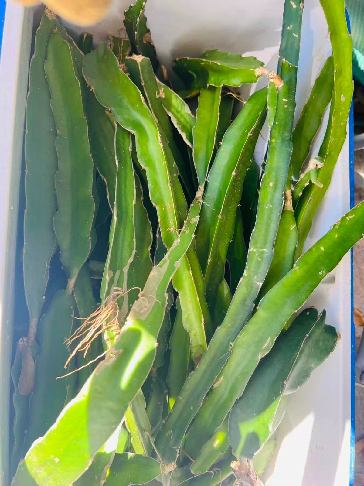 10pcs Dragon Fruit cuttings 10-12 inches long
