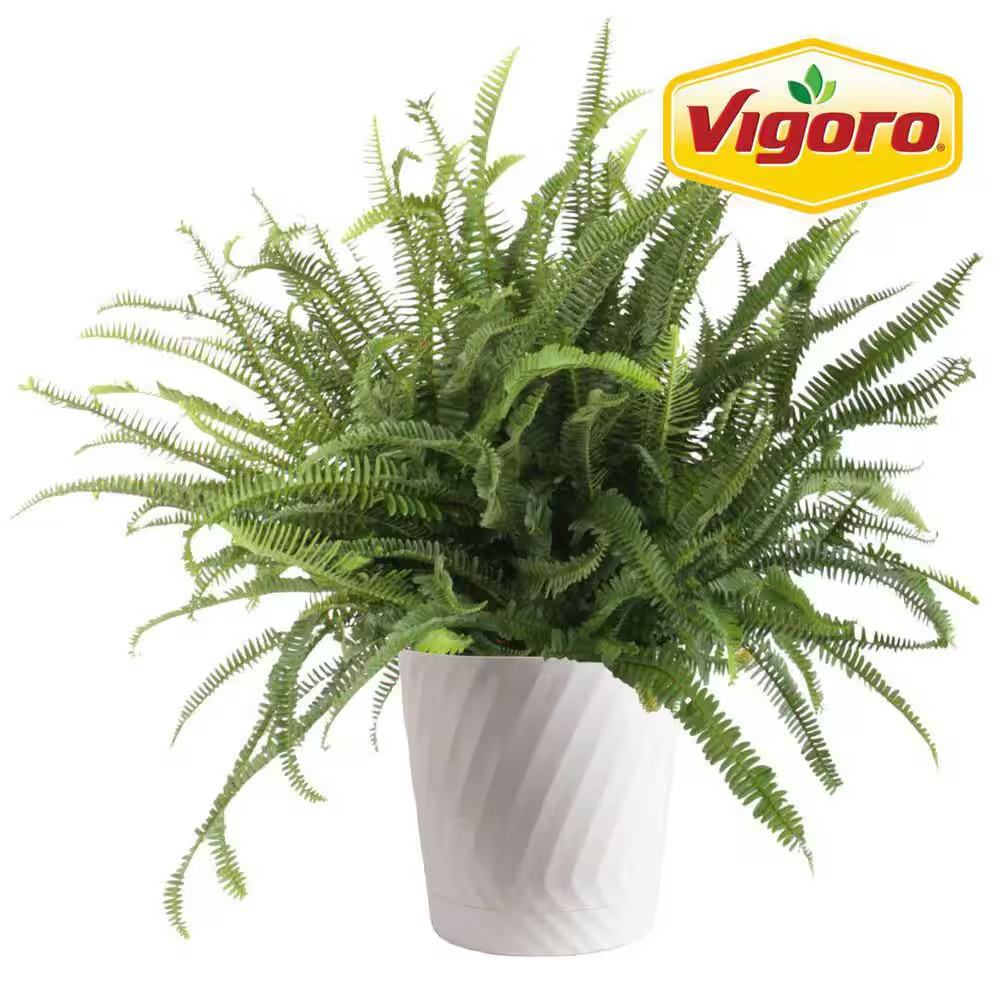 Kimberly Queen Fern Plant in 10In. White Decor Pot, Avg. Shipping Height 1-2 Ft.