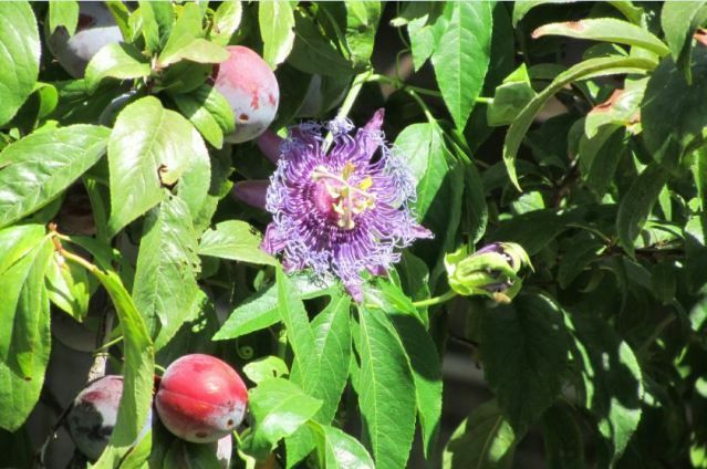 INCENSE~Passiflora Incarnata-Cincinnata~Starter Plant~Purple Flower Yellow Fruit