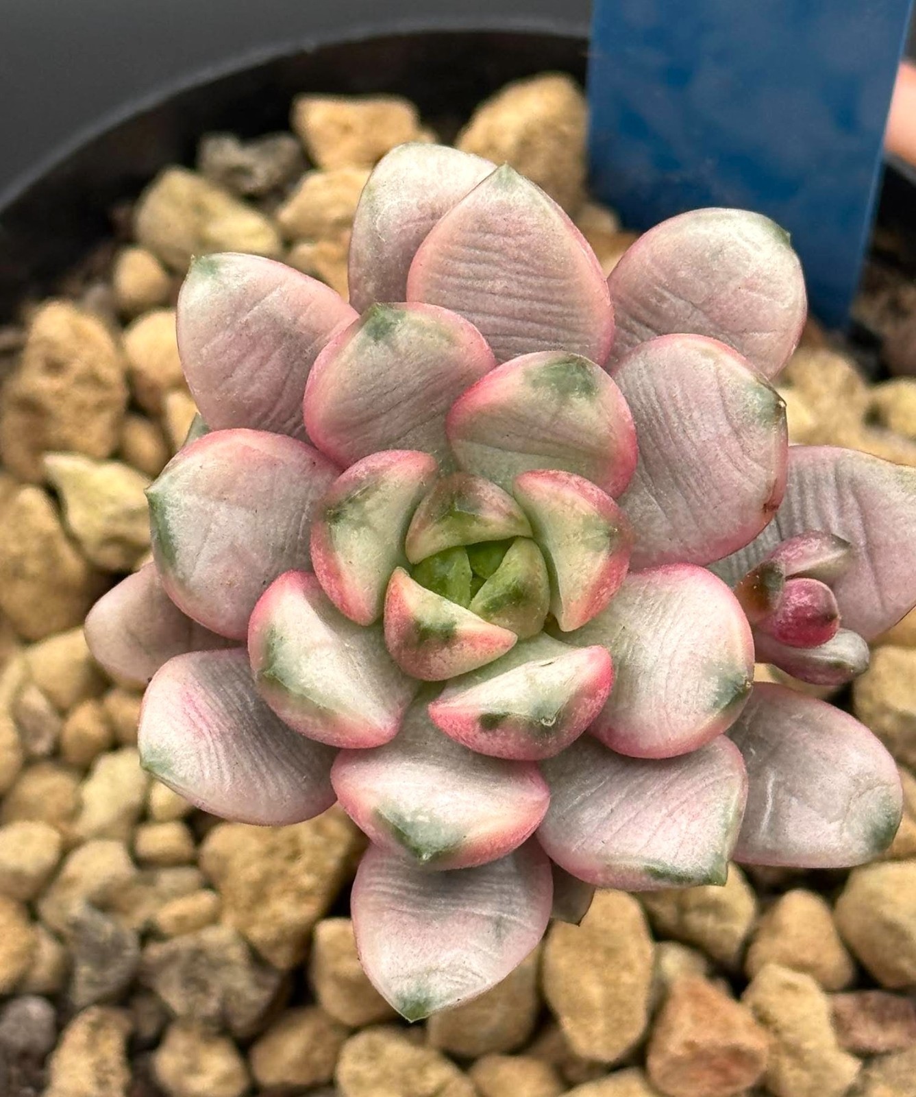 Imported succulent live plant grafted succulent Rare Echeveria Grapes var #444