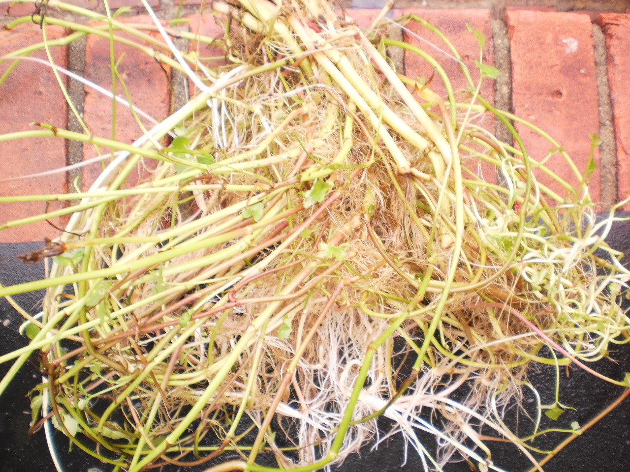Korean watercress/ minari plants 12 Bare roots+ 12 FREE FOR GOOD MEASURE