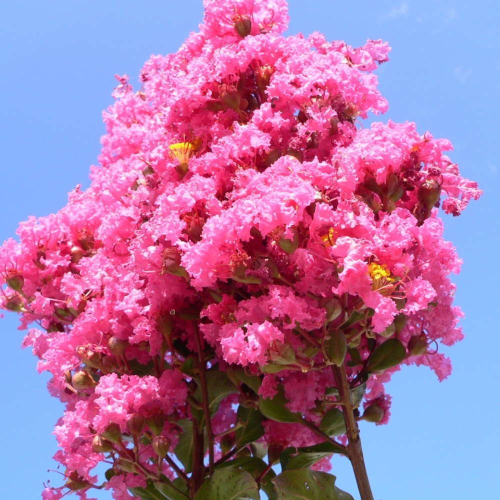 CRAPEMYRTLE Lagerstroemia Indica 50,150,300 SEEDS