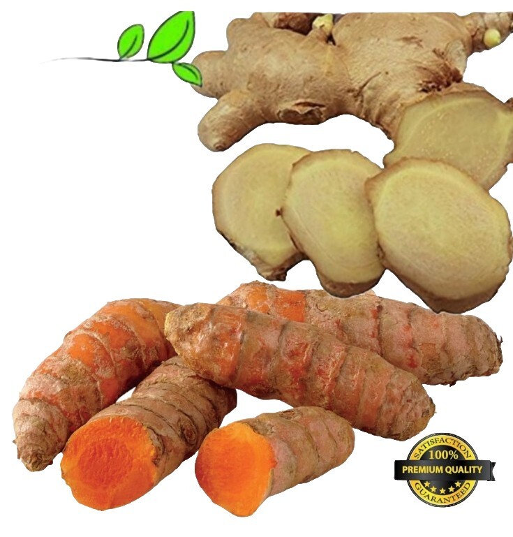 TURMERIC GINGER W/ FREE 100 Papaya Seeds, Organic, For Planting Or Cooking, Herb