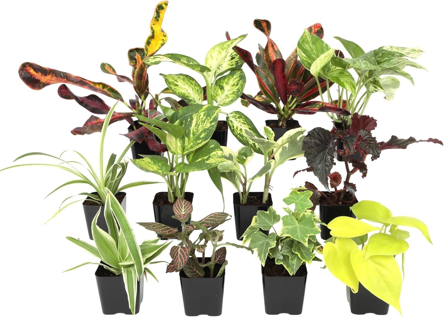 2″ Potted Mini Indoor Plants – 12 Varieties