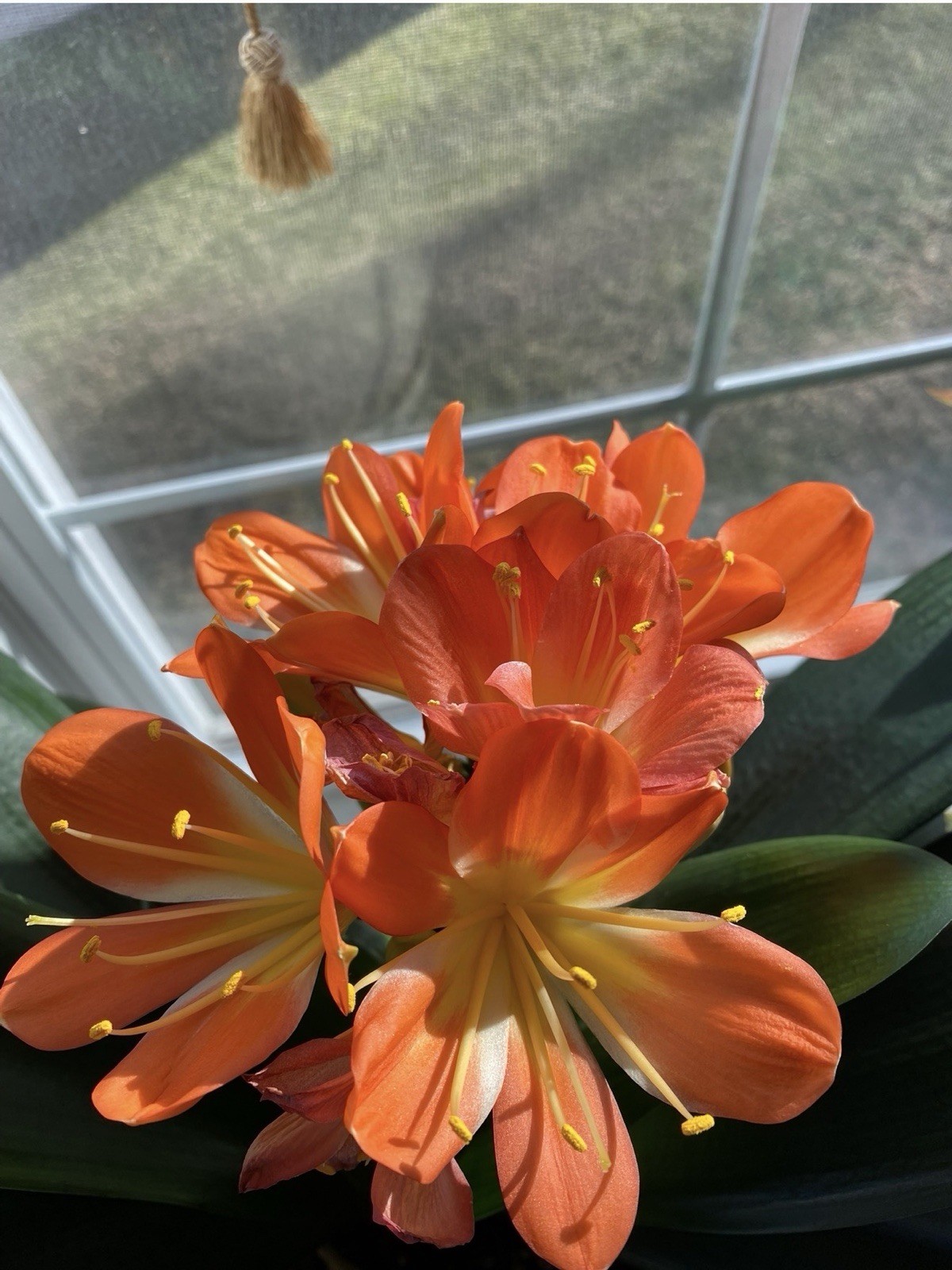 Clivia Miniata plants, Bush Lily, 6-8 leaves, Live Evergreen, Rare