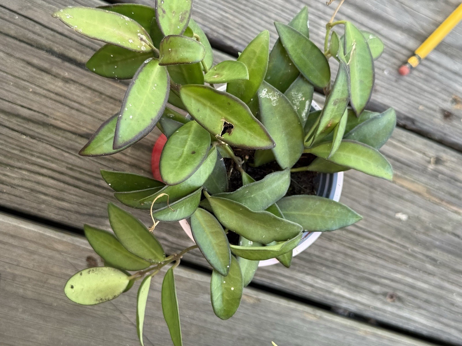 Hoya Rosita, 4 inch, Rare Hybrid of Hoya wayetii x tsangii