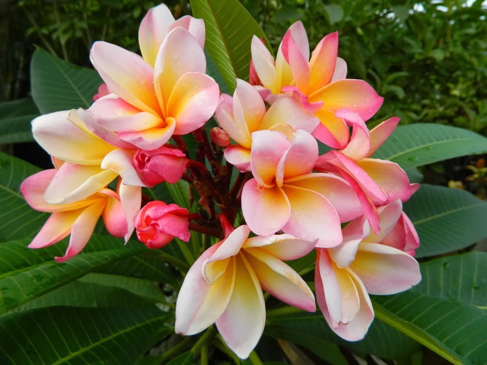 ROOTED PLUMERIA PLANT (Cotton Candy) PINK