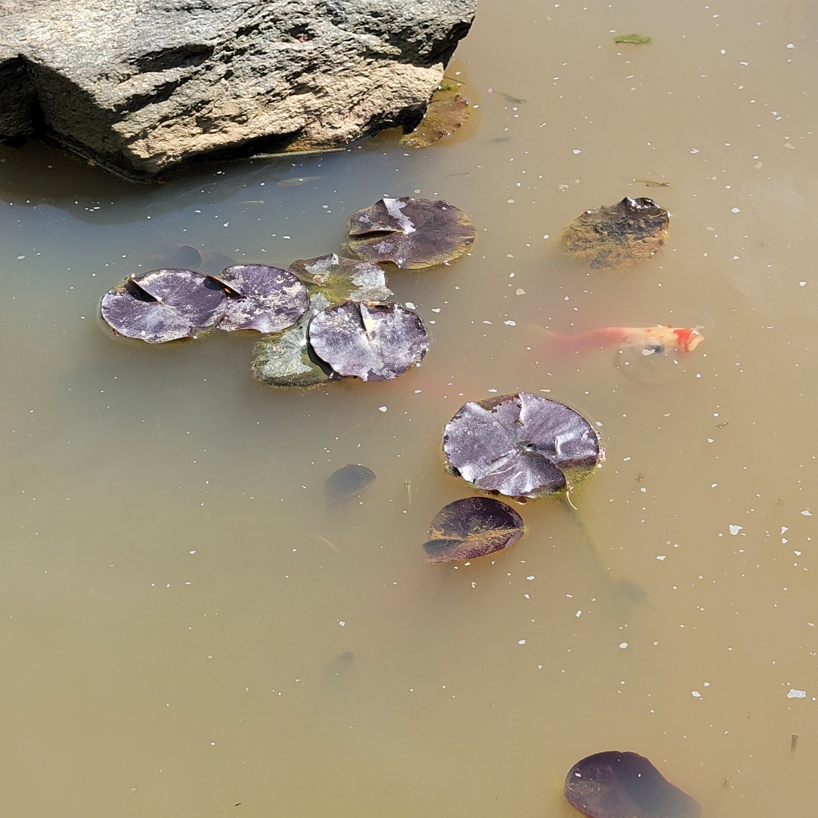 Pink Flowering Pond Lily Root Ball Aprox 10lb Shipped Fast & Fresh