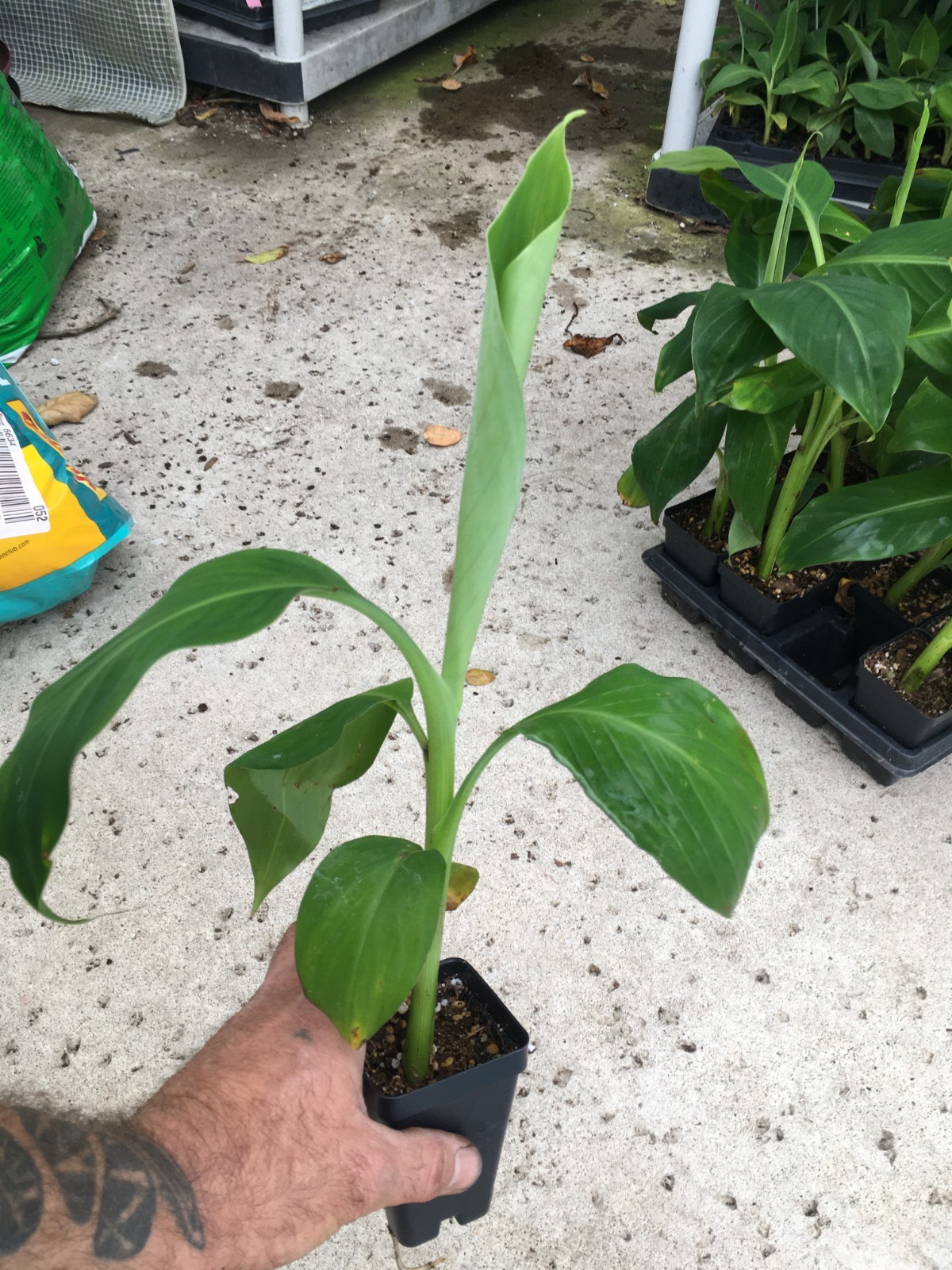 FHIA-02 Mona Lisa Banana – Dessert Banana – RARE Dwarf Banana