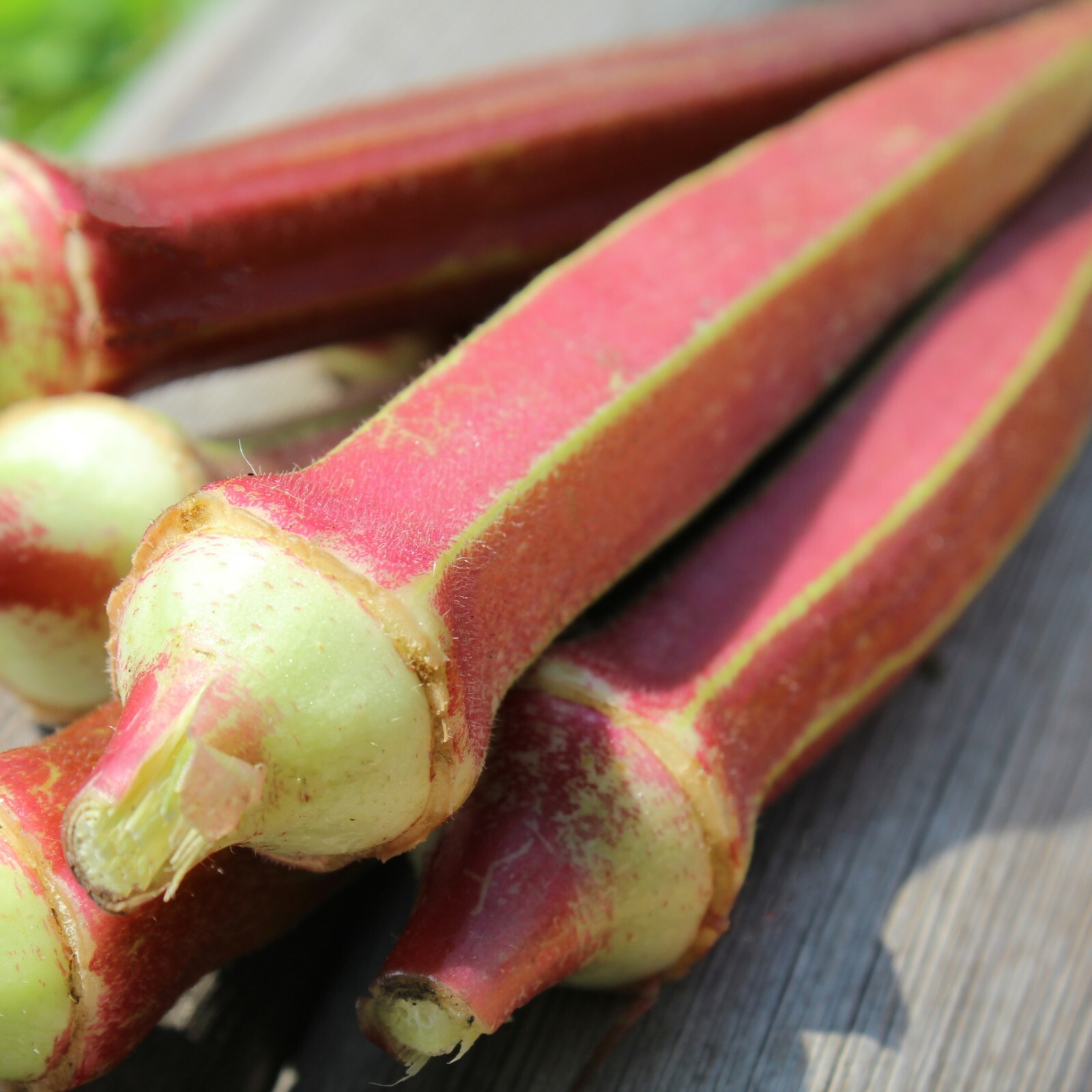 Abelmoschus esculentus JING ORANGE OKRA – Delicious and VERY Ornamental – Seeds!