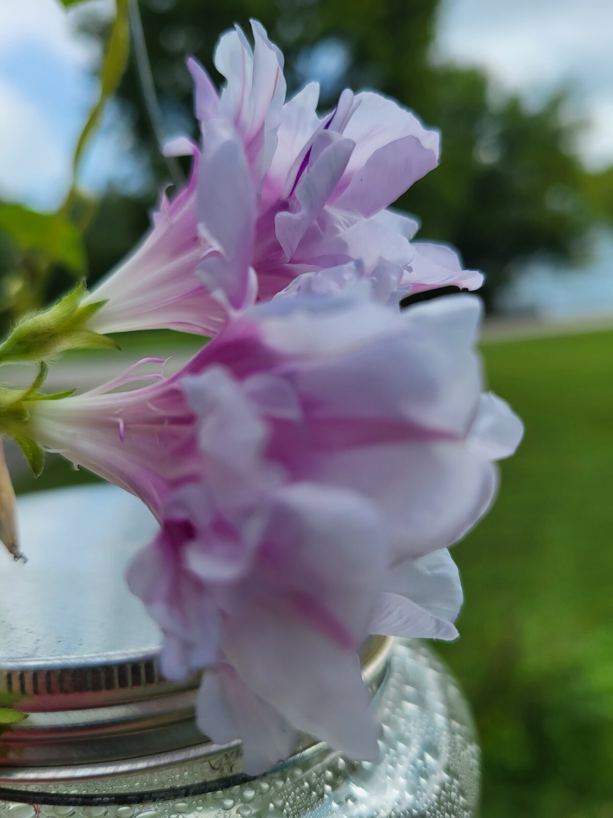 Japanese Morning Glory-Pink & White Ruffles-10 Seeds from my yard-USA-2023