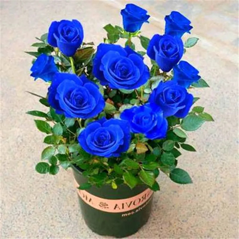 20 SEEDS for Navy Blue RARE Rose hybrid tea flower Bush exotic plant USA Seller