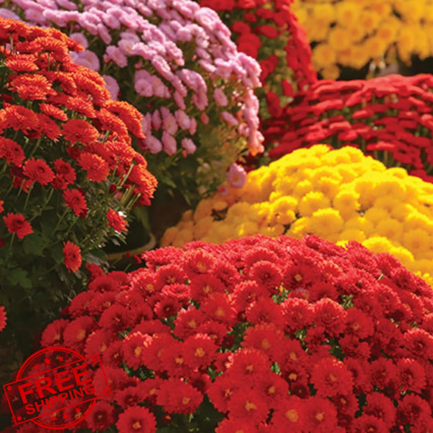 Wivolibe Mixed Color Chrysanthemum Seeds
