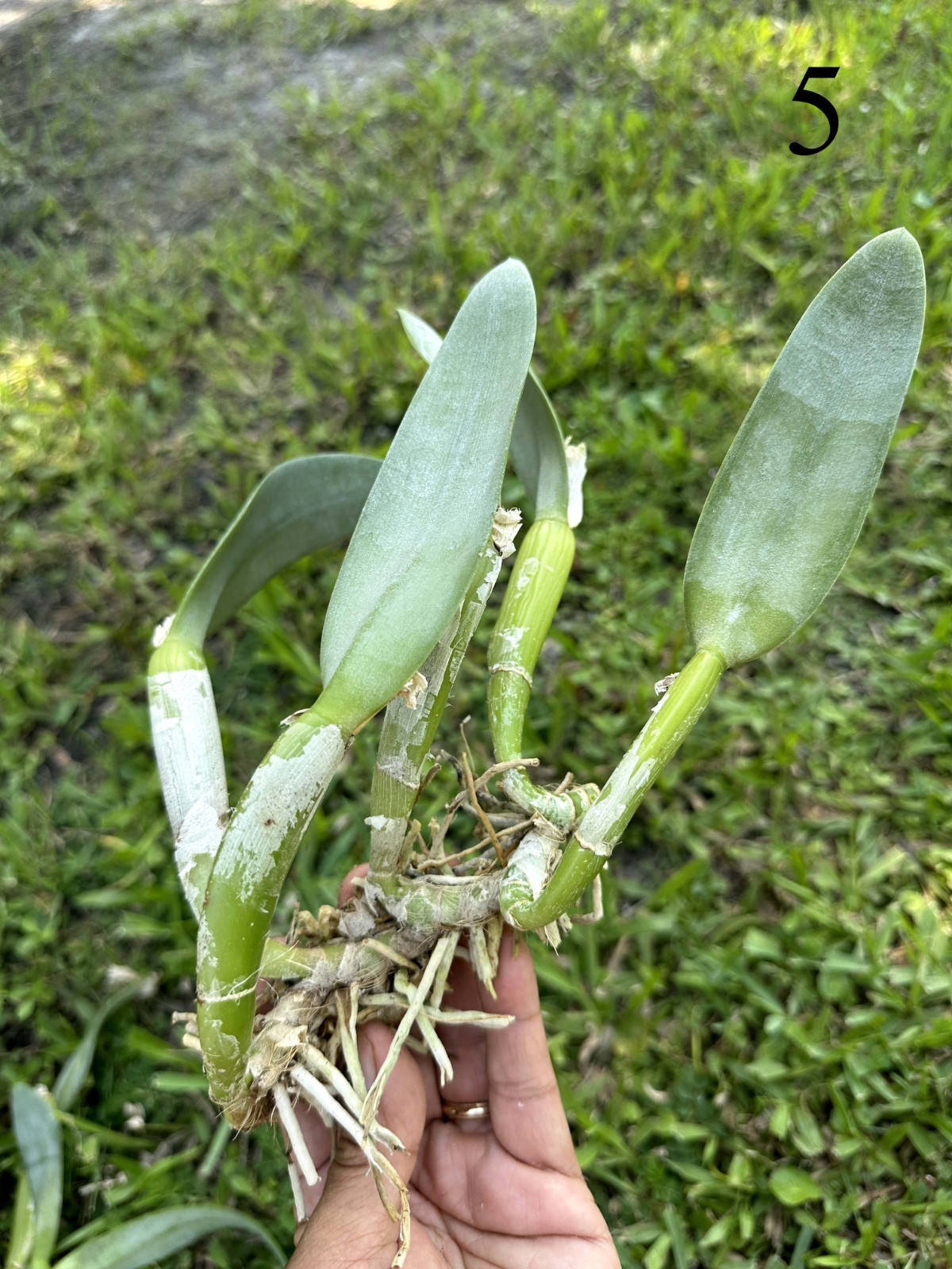 CLASSIC GREEN CATTLEYA PRIMARY ORCHID HYBRID B. Aristocrat – BS bareroot div.