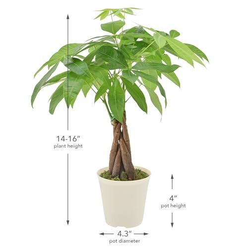 Live Braided Money Tree Indoor Houseplant – Pachira Aquatica, 4in Beige Pot, Tro