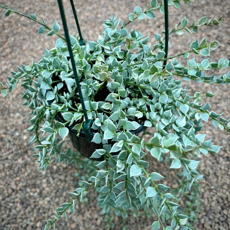 Dischidia Million Hearts Plant in 3″Pot Dischidia ruscifolia Variegata Succulent