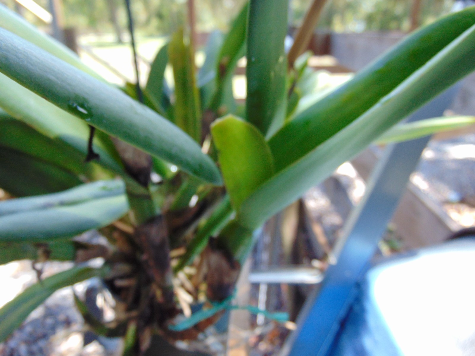 Pot. Jessie Lee ‘Hawaii’ 6 SHEATHS 6″ pot HUGE PLANT