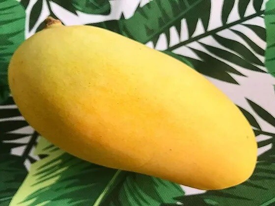 Orange Sherbet Mango TREE GRAFTED 2-4 Ft Tall.Ship To All States.