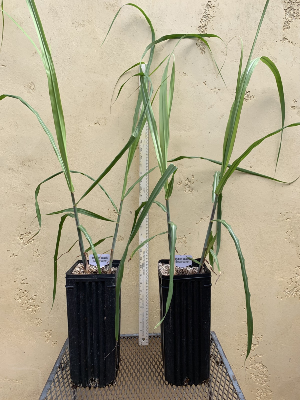 Badilla Black Sugarcane Plant, Sugar Cane, Large Size