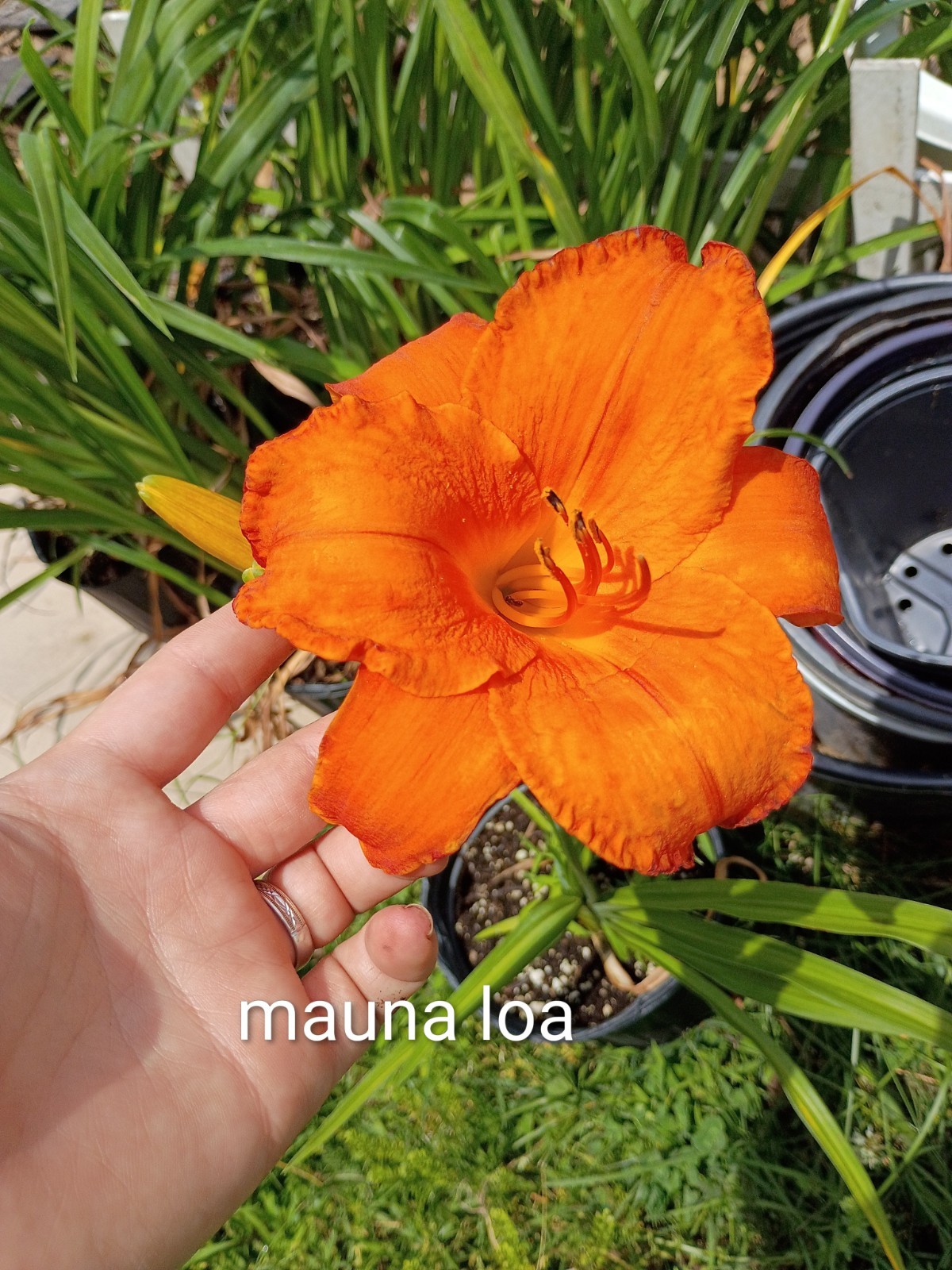 Assorted Daylilies, Many Different Colors, perennials return every year (1 Root)