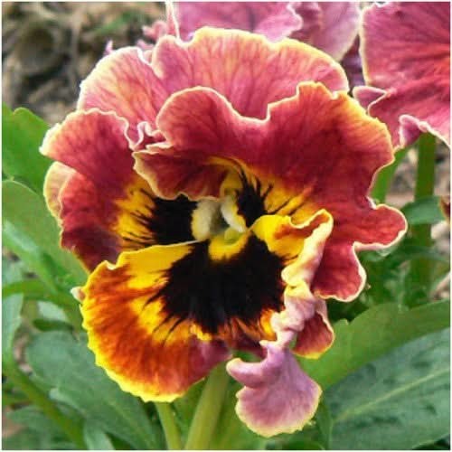 Rococo Pansy Seeds For Planting (Viola germania)