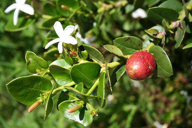 Natal Plum, Carissa macrocarpa, (Carissa grandiflora), Shrub Seeds (Fast Edible)