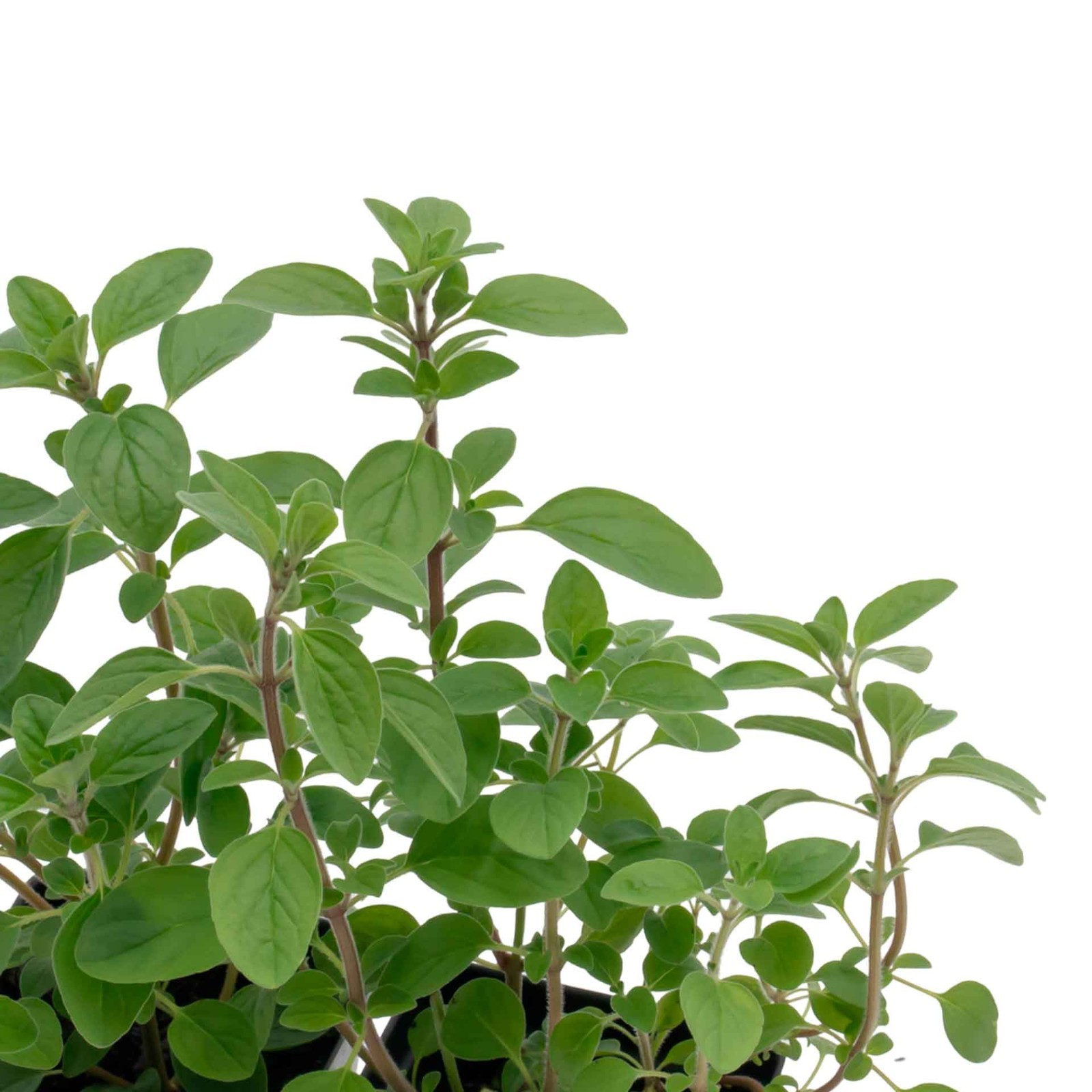 Common Oregano (Origanum vulgare) in 3.5″ Nursery Cubes, Aromatic Edible Herbs