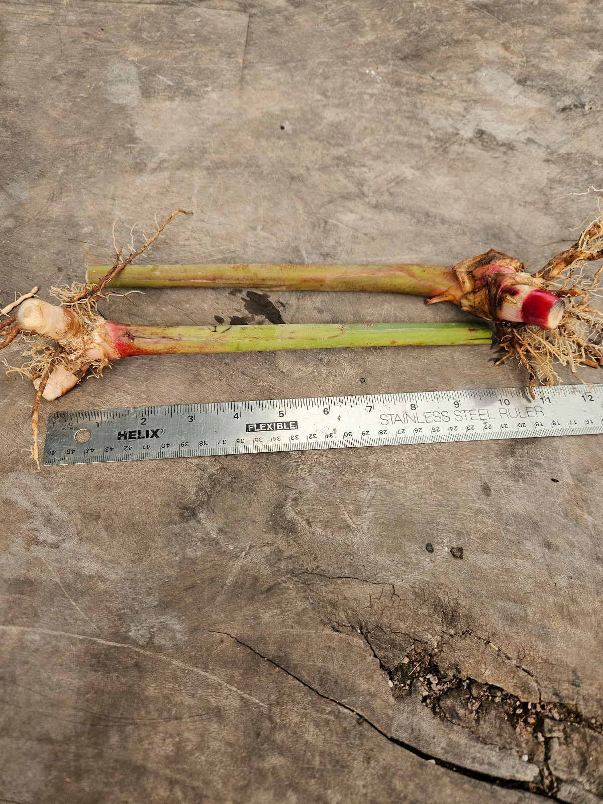 2 Pink Perfection Shell Ginger rhizomes, Alpinia hainanensis, Free Shipping!