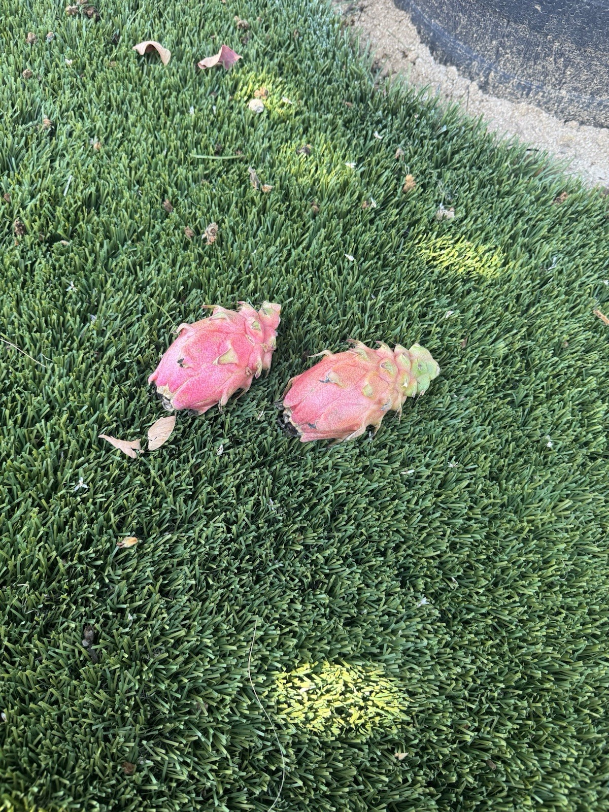 5 Rare DRAGON FRUIT CUTTING 8-12 Inches Check Description
