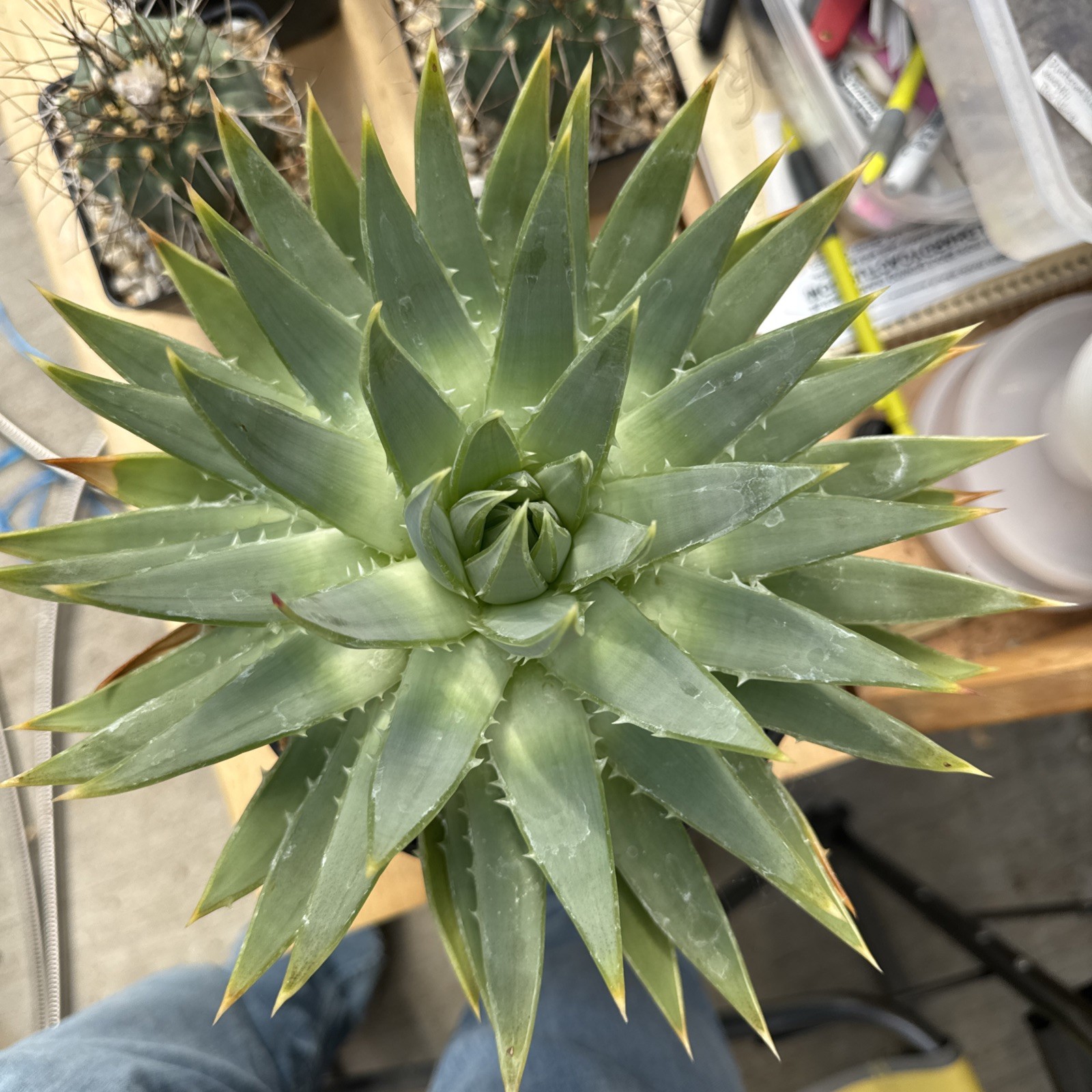 Aloe polyphylla Spiral Aloe Seed Grown Rare Succulent free shipping