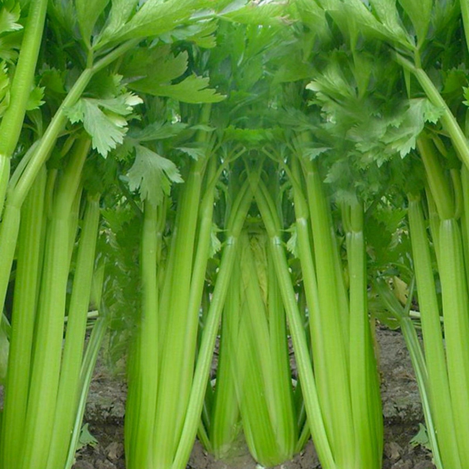 Tall Utah 52/70 Celery Seeds, NON-GMO, Heirloom, Variety Sizes, FREE SHIPPING