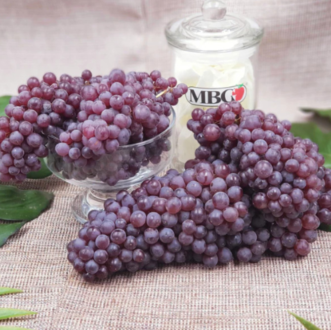 Champagne Grape Plant – 8-14″ Tall – Grown from Cutting – Sweet Mini Grapes