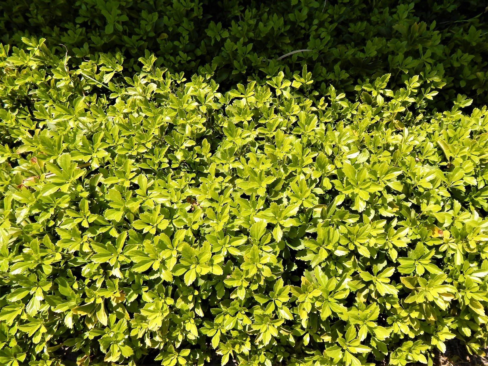 Pachysandra 35 Plants Japanese Spurge Ground Cover Perennial Evergreen Organic