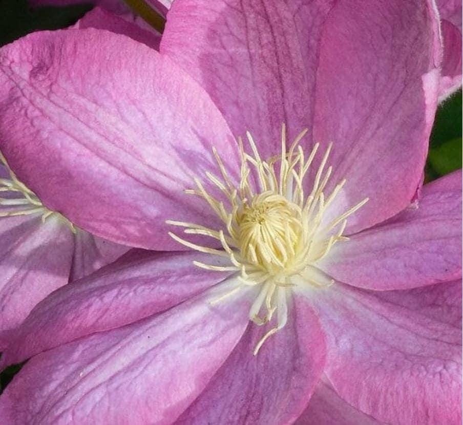 1 “Asao” Clematis Starter Plant (Not Seeds) – US Seller