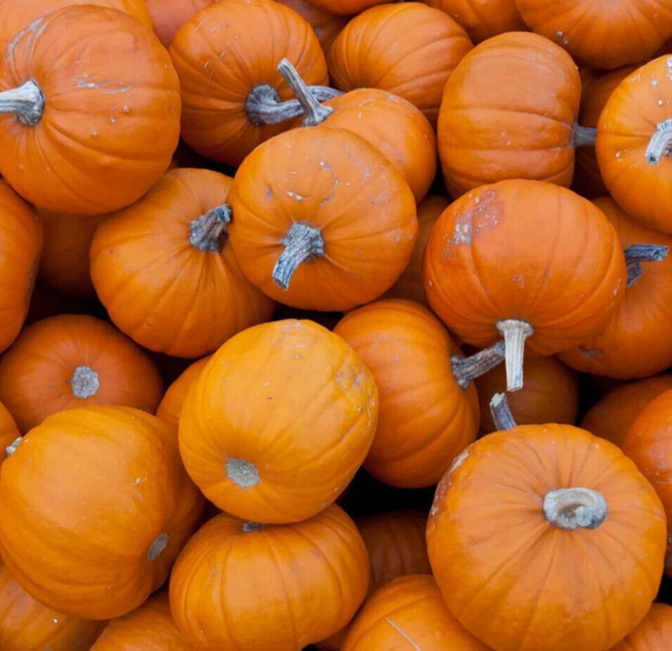 WEE B LITTLE PUMPKIN SEEDS 15+ “miniature” VEGETABLE garden HALLOWEEN decor