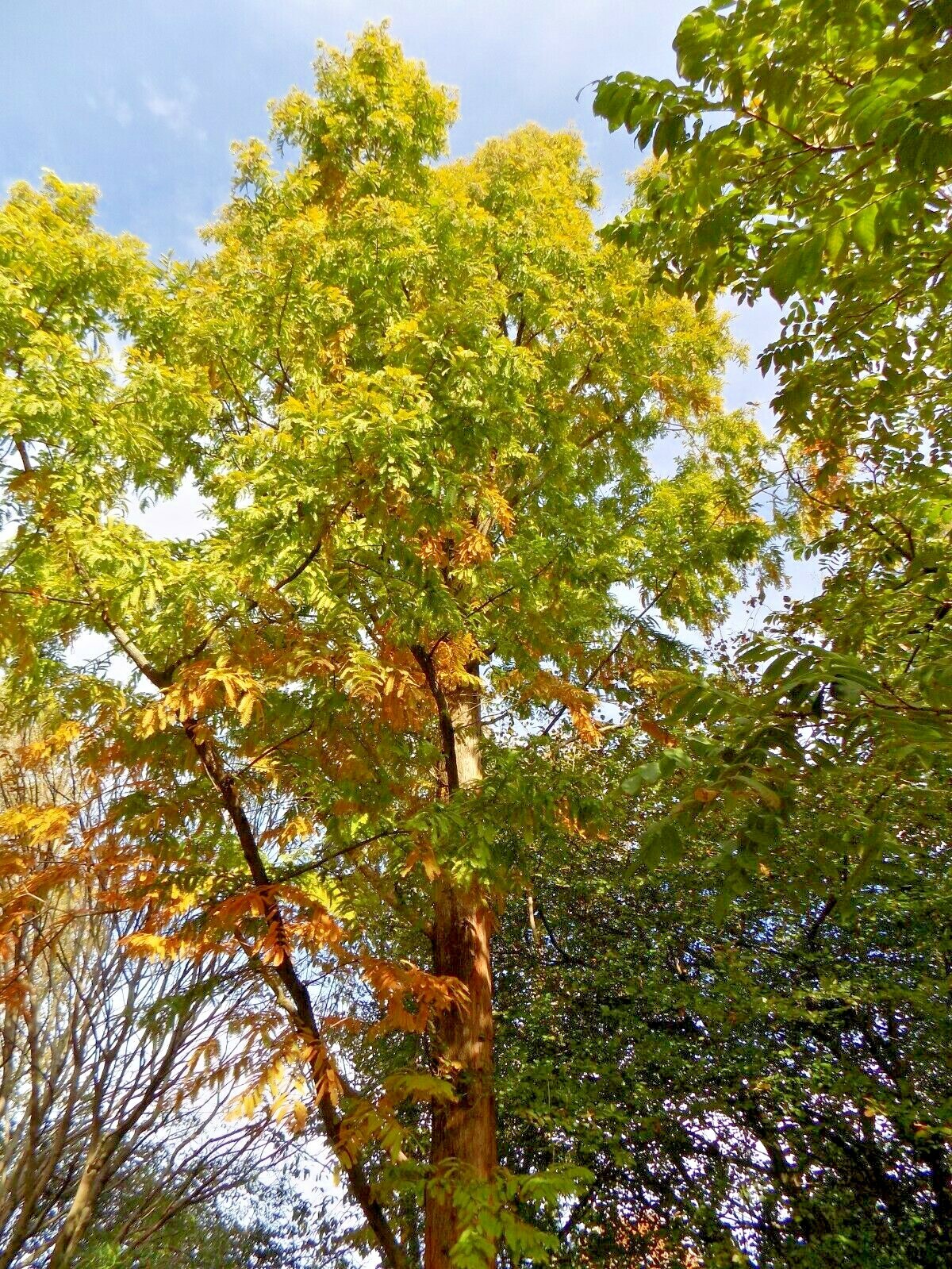20 GOLD RUSH DAWN REDWOOD SEEEDS – Metasequoia glyptostroboides ‘Ogon’