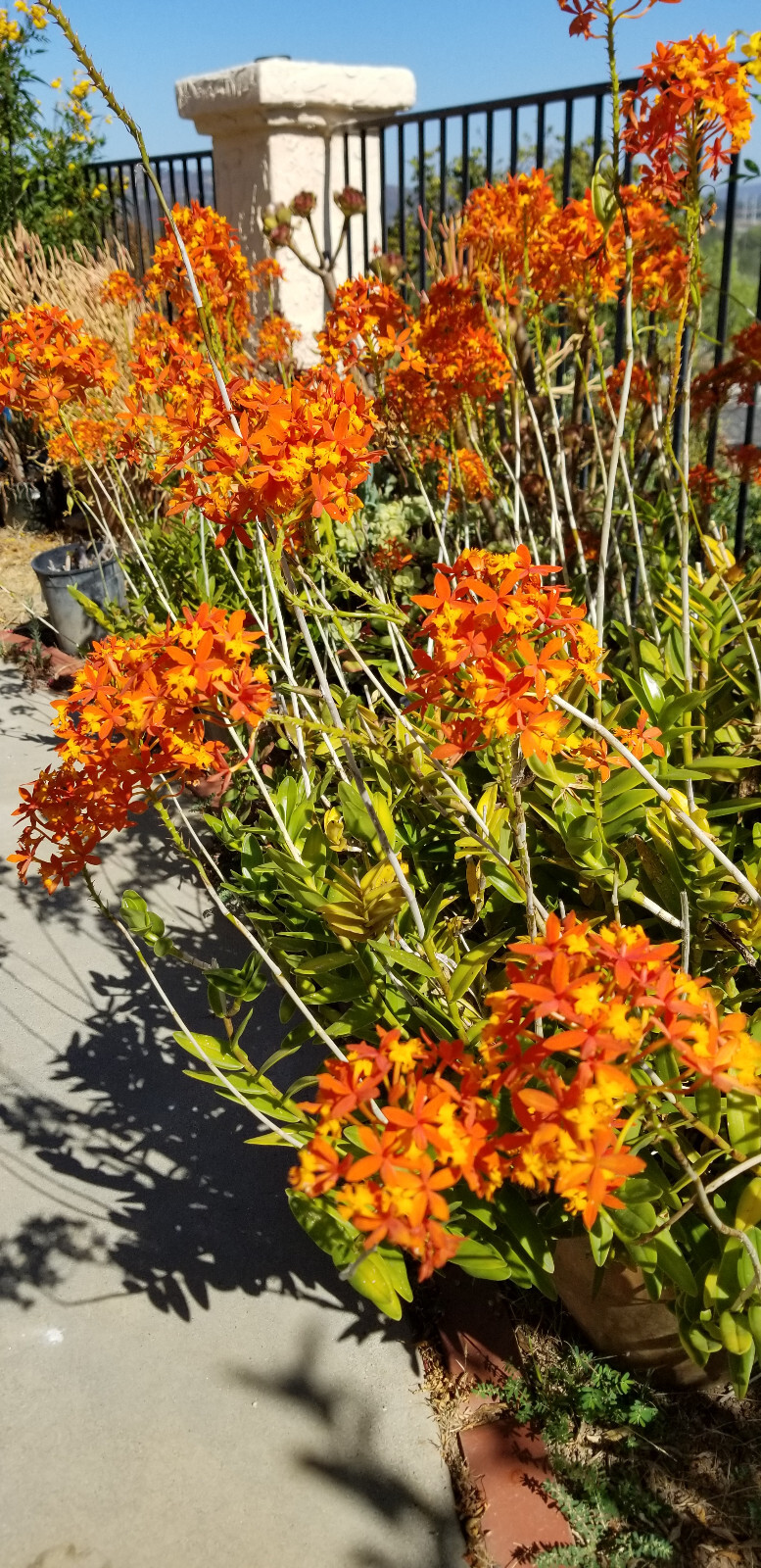 Epidendrum ORCHID 5pcs Rooted Radicans Orange Yellow/Purple cluster Flower