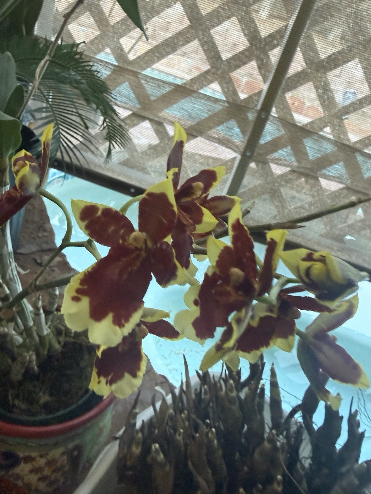 Orchid Plant Box full 10 plants Rescue bulb stem bare root cuttings
