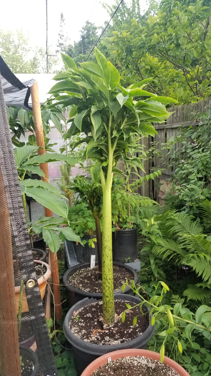 Amorphophallus krausei Giant Form AGA Tropical Rare Plant Aroid Bulb Flower Huge