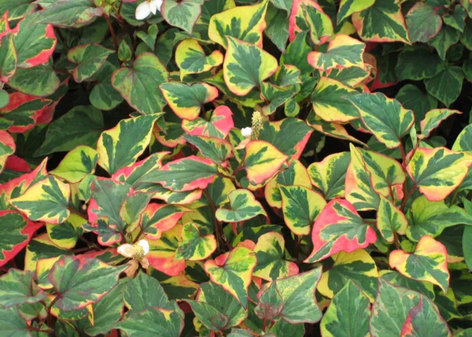 Houttuynia Cordata Fish Mint Charmeleon 10 Plants Great For Ponds (Bare Root)