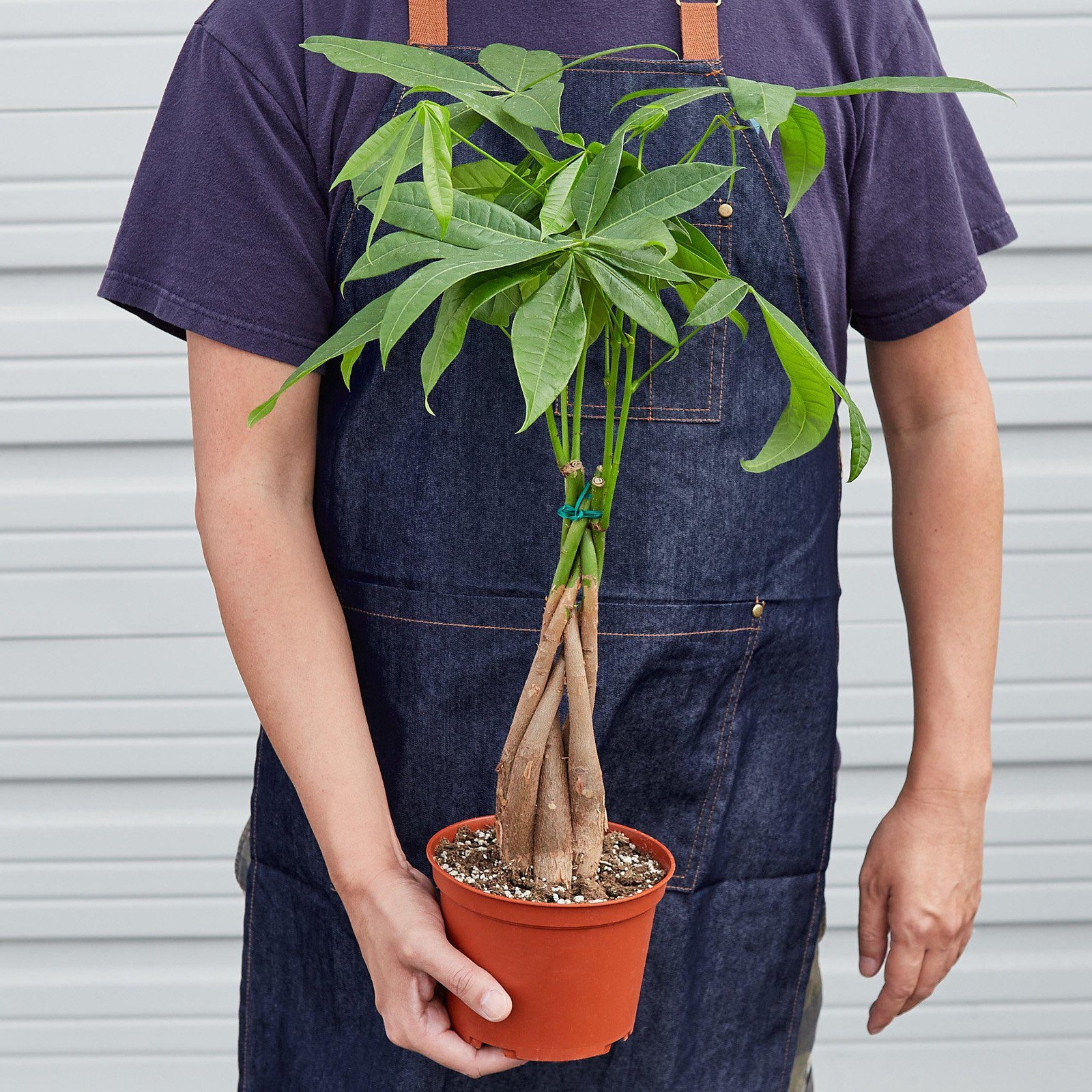 Braided Money Tree Pachira aquatica • Guiana Chestnut • 6″ Pot Good Luck Plant