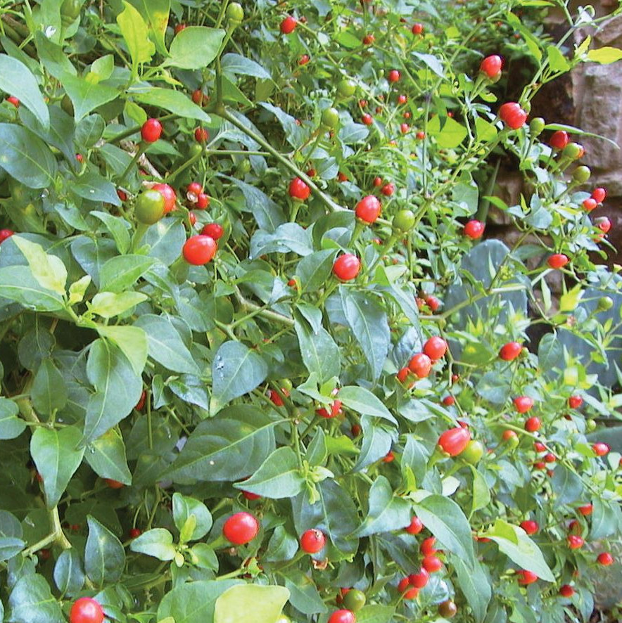 Chile Pequin Live Plant – 1 Gallon – Fully Rooted Native Hot Pepper Shrub