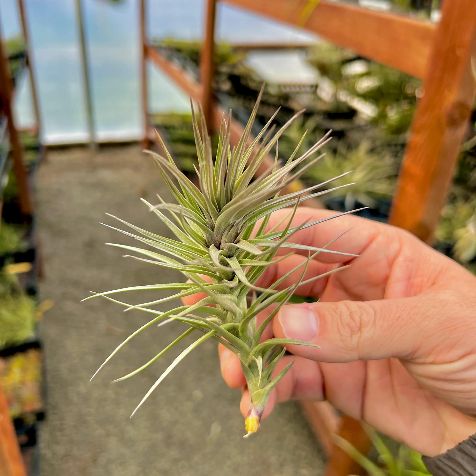 Araujei Purple Star Air Plant (Small Beautiful Form With Natural Purple Color)